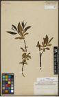 Foto von Salix alba L. x Salix fragilis L.